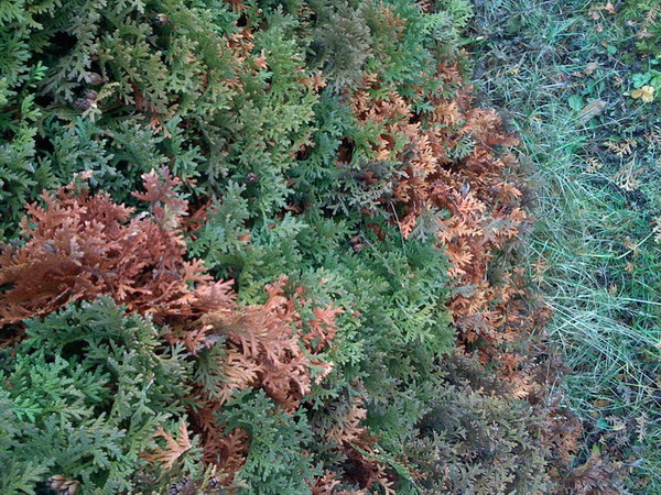 Krankheit Zypresse Garten Gartenforum.de